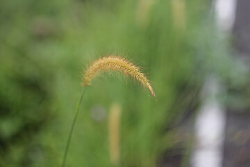 close up of grass