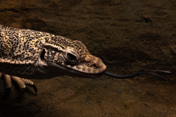 A Lace monitor or Tree Goanna (Varanus varius) on a dark wooden background.
