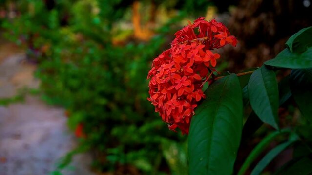 Orenge Lxora Flower