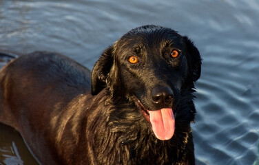 The cute  black dog swims happily