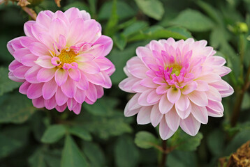 Two pink Dahlia