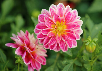 Red white Dahlia