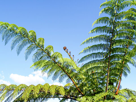 Crown and fronds of New Zealand tree fern