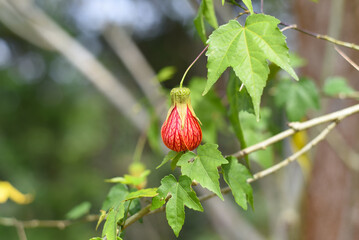 Abutilon pictum or Abutilon striatum redvein flower growing in Da Lat in Vietnam
