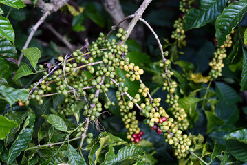 Coffee beans growing in Da Lat Vietnam
