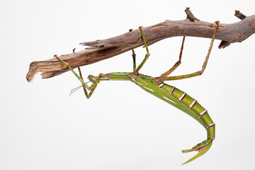 Green stick insect (Diaoherodes gigantic) with white background. © Grantat