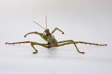 Green stick insect (Diaoherodes gigantic) with white background.