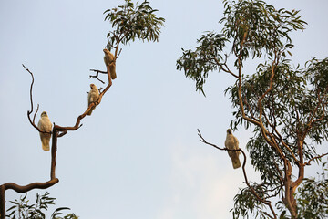 Four sulphur crested Cockatoo in the tree - Australia