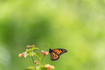 Fototapeta na wymiar Monarch butterfly and bright summer lantana flowers