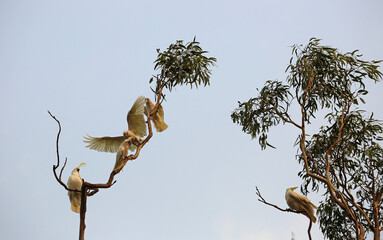 Group of Cockatoo on the tree - Australia