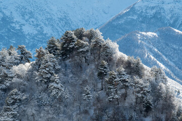 Mountain forest after snowfall. View on sunny winter day. Ingushetia, Caucasus, Russia.