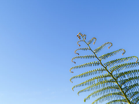 Fronds of New Zealand tree fern