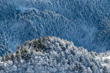 Mountain forest after snowfall. View from Tsey Loam pass on sunny winter day. Ingushetia, Caucasus, Russia.