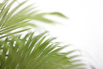 green tropical branch palm leaf with shadow on transparent background png file