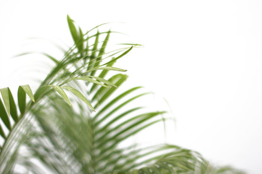 green tropical branch palm leaf with shadow on transparent background png file