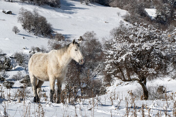 White horse in snowy mountains on sunny winter day. Ingushetia, Caucasus, Russia.