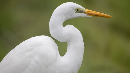 middle egret, 중백로, 새, bird