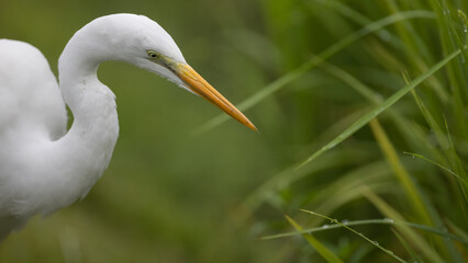 middle egret, 중백로, 새, bird