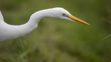 middle egret, 중백로, 새, bird