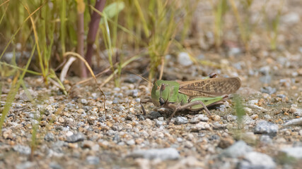 Grasshopper, 메뚜기, insect, 곤충