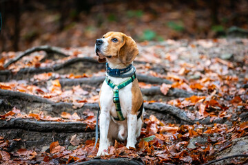 dog in the old forest.