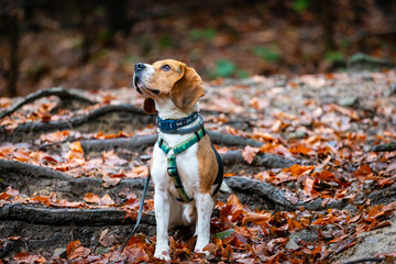 dog in the old forest.