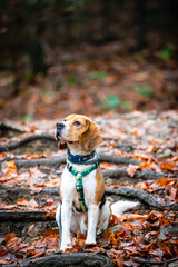 dog in the old forest.