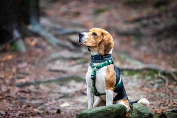 dog in the old forest.