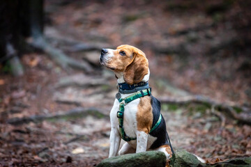 dog in the old forest.