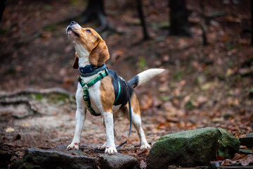 dog in the old forest.