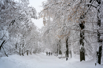 The morning fog in the forest and white snow.