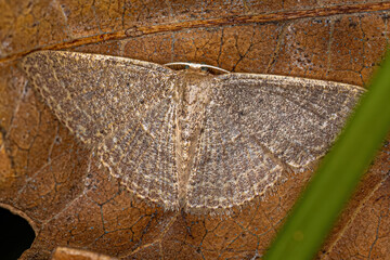 Fototapeta na wymiar Adult Geometer Moth of the Family Geometridae