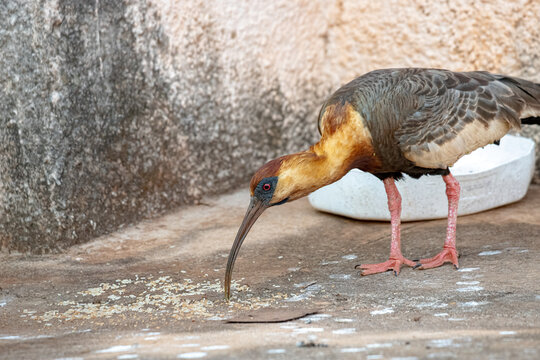 Buff Necked Ibis