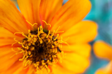 オレンジ色の美しいジニアの花