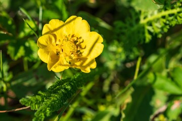 Eine wunderschön aufgeblühte gelbe Blüte
