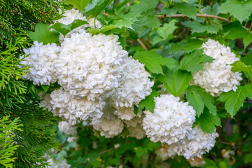 Blooming spring flowers. Large beautiful white balls of blooming Viburnum opulus Roseum (Boule de Neige). White Guelder Rose or Viburnum opulus Sterilis, Snowball Bush, European Snowball.