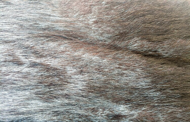 beautiful abstract glitter gray fur background texture