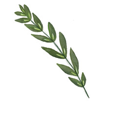 Leaves watercolor style png