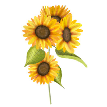 Sunflower watercolor png