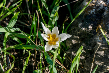 Blooming whitehite crocus flower close-up among green grass.