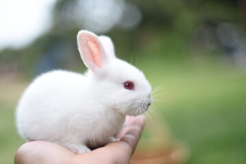 beautiful white rabbit is eating grass in the field.white rabbit in the garden.