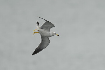 black tailed gull in flight