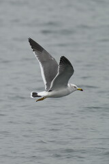 Fototapeta na wymiar black tailed gull in flight