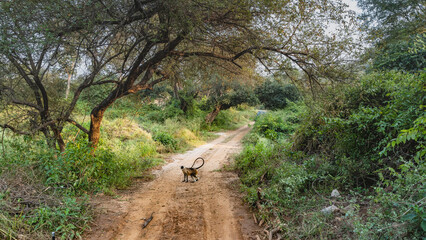 A narrow dirt safari road runs through the jungle. There are thickets of bushes and trees on the roadsides. On the trail there is a langur monkey with its curled tail raised. India. Sariska 