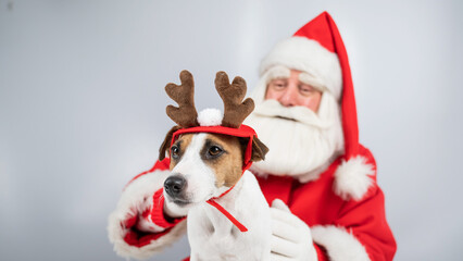 Portrait of santa claus and dog jack russell terrier in rudolf reindeer ears on a white background. 