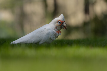 Long-billed Corella feeds on the ground. 