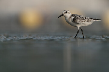 Sanderling at Pui O Beach, Lantau, Hong Kong, 