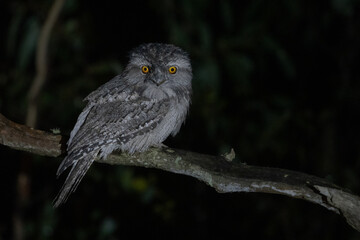 Tawny Frogmouth at night in Bunyip State Park, Victoria, Australia