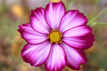 Obraz premium pink cosmos flower