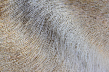 Brown dog hair texture, beautiful pattern, abstract fur background